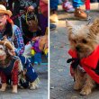 Can Fest Día de Muertos: Mega ofrenda de peluditos, concurso de disfraces y más