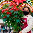 ¿Cuándo comienza el Festival de Flores de Nochebuena en Reforma?