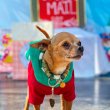 NAVIDOGS: Un evento navideño para perritos con pasarela de adopciones, bazar y mucho más